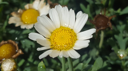 Obraz premium MARGARITA FLOWER