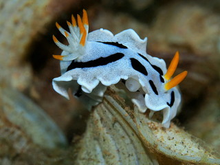 The amazing and mysterious underwater world of Indonesia, North Sulawesi, Manado, sea slug