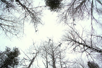 Closing crowns of trees against a cloudy winter sky.