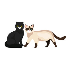group of cats animals isolated icon vector illustration design