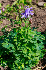 Delicate columbine flower (Aquilegia vulgaris) in garden