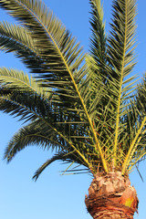 green fluffy branches of palm trees against a clear blue sky in the warm south in sunny weather