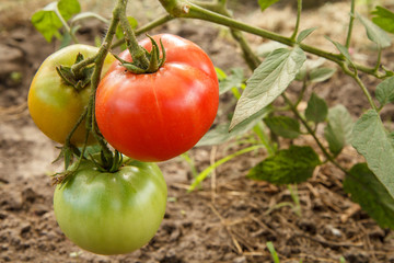 Ripe and unripe tomatoes growing on bush in the garden