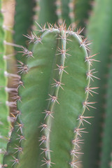 High prickly cactus succulents in a garden. 