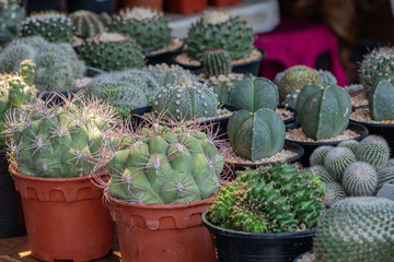 Beautiful close up cactus in the garden.Cactus and succulent plants in pots for sale in tree market.