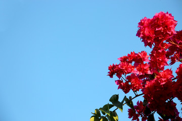 beautiful bright pink flowers against a contrasting clear blue sky is perfect for the background of...