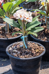 Selective focus close up Plumeria flower on pot in a garden.