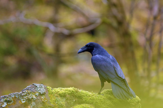 A common raven (Corvus corax), also known as the northern raven sitting on a mossy stone. Big black bird in a typical environment of the forest with a beautifully colored background.