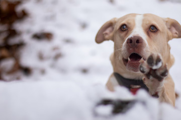 Pitbull begging in snow