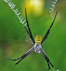 spider on web