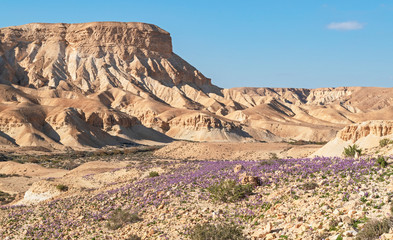 a carpet of purple desert rocket wildflowers on a rocky hill with nahal akev and the cliffs of hatsinim reserve and a clear blue sky in the background