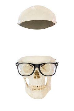 Empty nerd skull without brain wearing eyeglasses. Top of skull separated from lower part. Isolated on white background