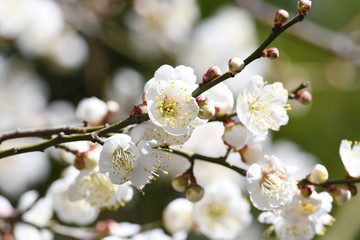 Obraz premium 白梅