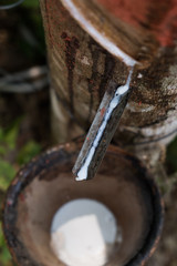 Rubber tapping in Thailand