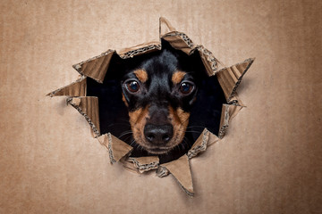Portrait hund schaut durch Karton und zieht grimasse und streckt die zunge raus