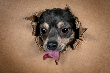 Portrait hund schaut durch Karton und zieht grimasse und streckt die zunge raus