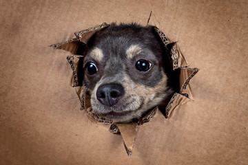 Portrait hund schaut durch Karton und zieht grimasse und streckt die zunge raus