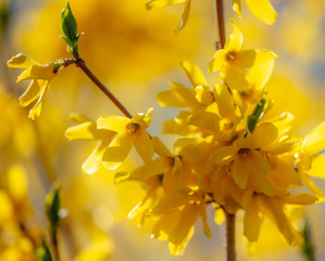 Obraz premium Yellow flower in the park in spring