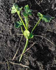 Watermelon seedlings in the ground in spring