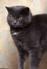 gray cat with yellow eyes