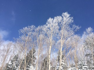 樹氷と青空