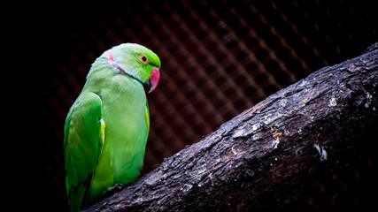 colorful parrot on a branch
