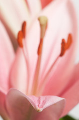 Pink lily flower ower white