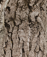 Tree bark as an abstract background