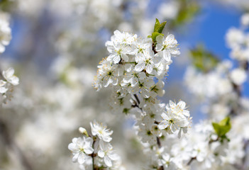 White flowers on a fruit tree on nature