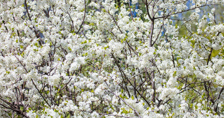 White flowers on a fruit tree on nature