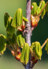 Green leaves on a tree on nature