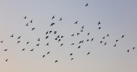 A flock of birds at dawn