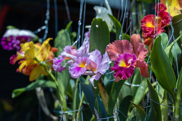 Selective focus colorful hybrid Cattleya orchid  in the garden.