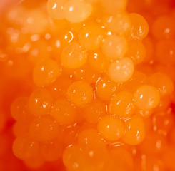 Red caviar in a shrimp as a background