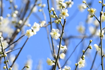 梅の花　白梅