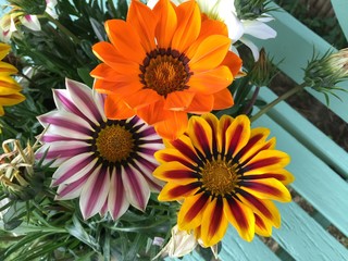 African daisy or gazania flowers in the garden