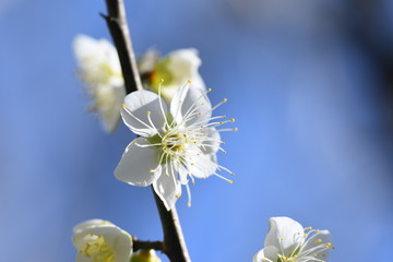 梅の花　白梅