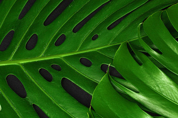 Fototapeta na wymiar Close up of a monstera leaf on dark black background. Object