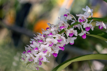 Selective focus colorful hybrid orchid  in the garden.Beautiful blooming of orchid flower.