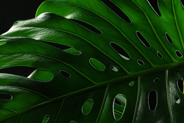 Close up of a monstera leaf on dark black background. Object