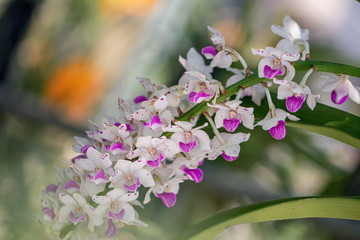 Selective focus purple and white orchid flower with in the garden.Giant Rhynchostylis Scientific name Rhynchostylis gigantea(Lindl.) Ridl.