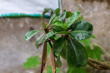 green leaf with water drops