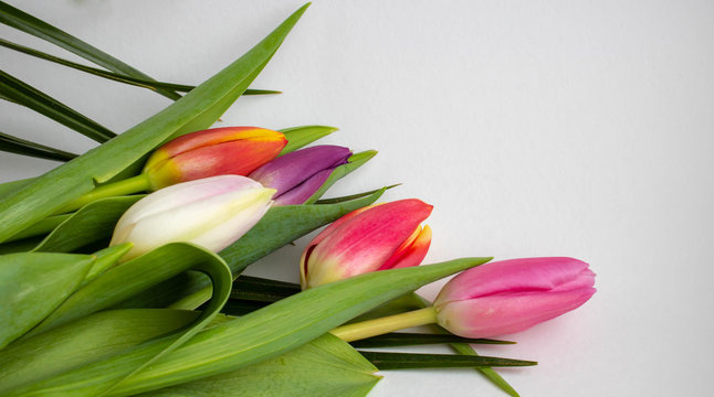 Bouquet of colored tulips on a white background. Spring flowers. Colored tulips, Lovely tulip flowers composition. Valentines Day or Mothers day. International Womens Day March 8