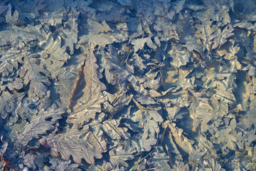 Abstract background. Image of frozen oak leaves under the ice.