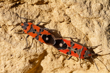 Mating of the, Lygaeus equestris, Black-and-Red-bug