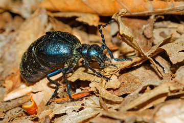 The oil beetle (Meloe violaceus)