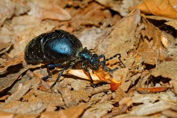 The oil beetle (Meloe violaceus)