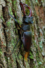 Close-up of the stag beetle  in a forest