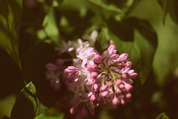 Blooming lilac flowers on the bush in a sunny spring day close-up. Retro style toned