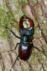 Close-up of the stag beetle  in a forest